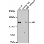 Immunoprecipitation - Anti-LIG3 Antibody (A13724) - Antibodies.com
