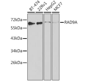 Western Blot - Anti-Rad9 Antibody (A13726) - Antibodies.com