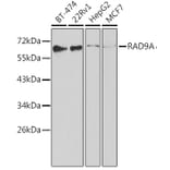 Western Blot - Anti-Rad9 Antibody (A13726) - Antibodies.com