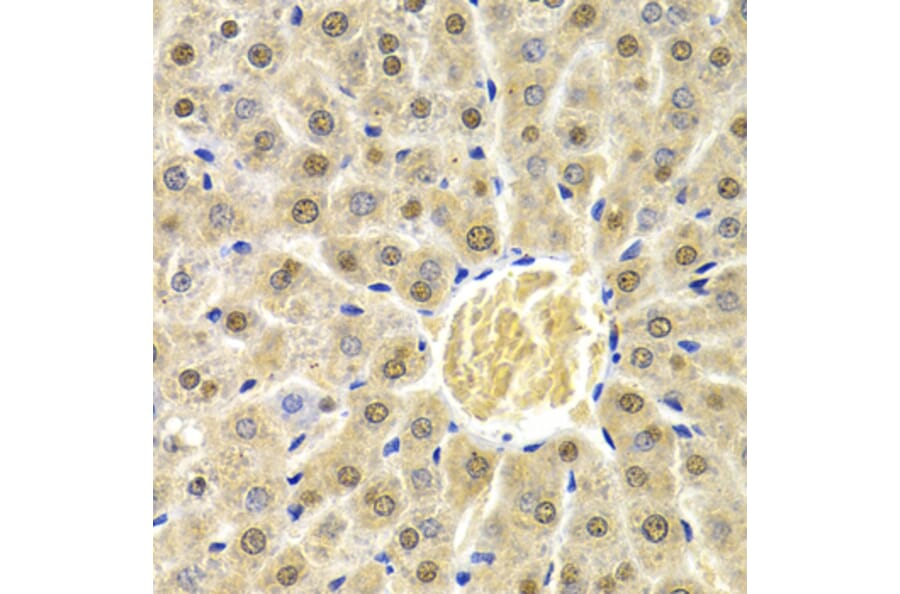 Immunohistochemistry - Anti-Rad9 Antibody (A13726) - Antibodies.com