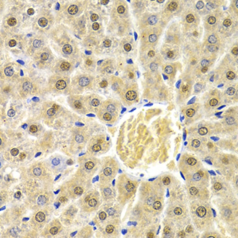 Immunohistochemistry - Anti-Rad9 Antibody (A13726) - Antibodies.com