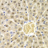 Immunohistochemistry - Anti-Rad9 Antibody (A13726) - Antibodies.com