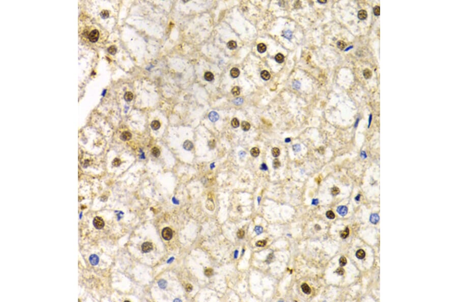 Immunohistochemistry - Anti-Rad9 Antibody (A13726) - Antibodies.com
