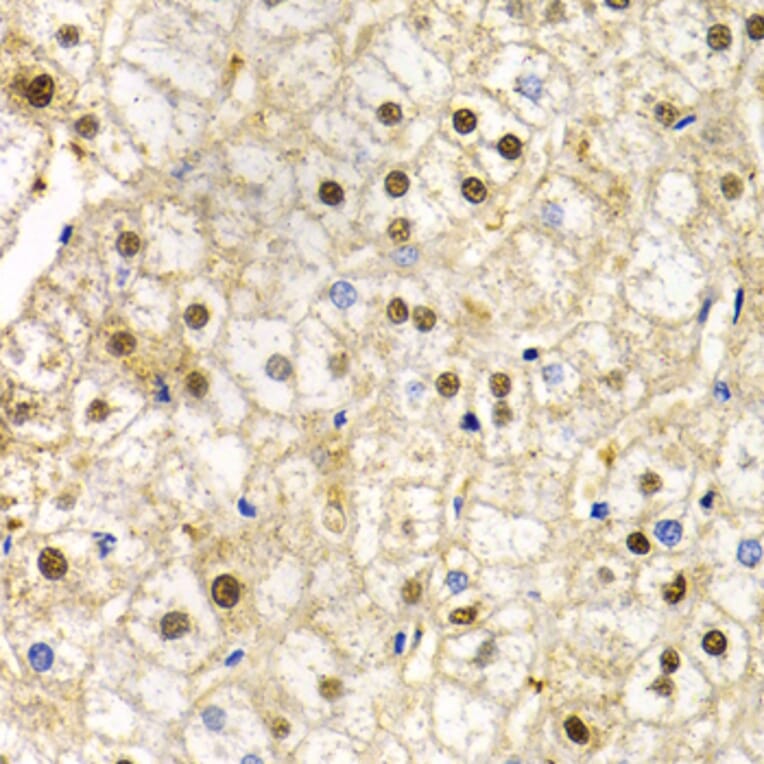 Immunohistochemistry - Anti-Rad9 Antibody (A13726) - Antibodies.com