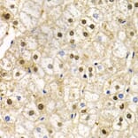 Immunohistochemistry - Anti-Rad9 Antibody (A13726) - Antibodies.com