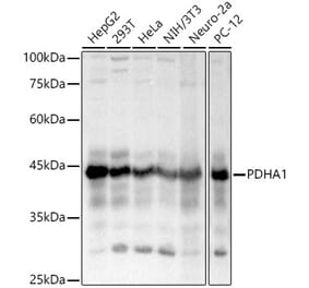 Western Blot - Anti-PDHA1 Antibody (A13729) - Antibodies.com