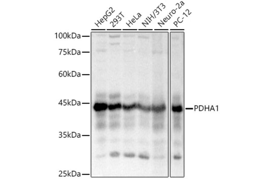 Western Blot - Anti-PDHA1 Antibody (A13729) - Antibodies.com