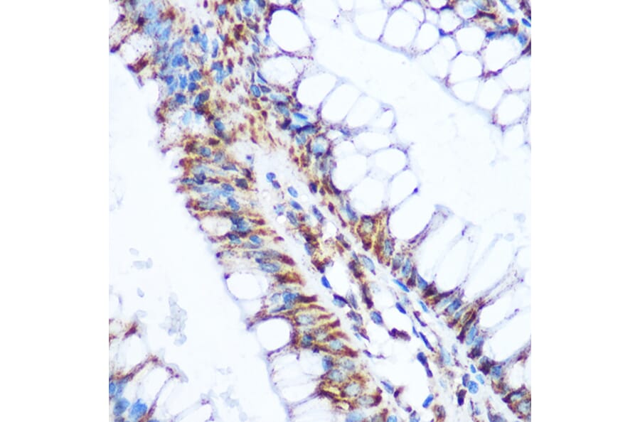 Immunohistochemistry - Anti-PDHA1 Antibody (A13729) - Antibodies.com
