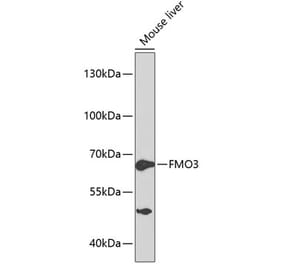Western Blot - Anti-FMO3 Antibody (A13730) - Antibodies.com