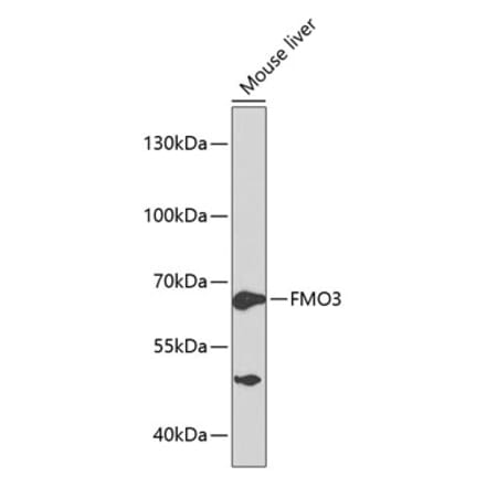 Western Blot - Anti-FMO3 Antibody (A13730) - Antibodies.com