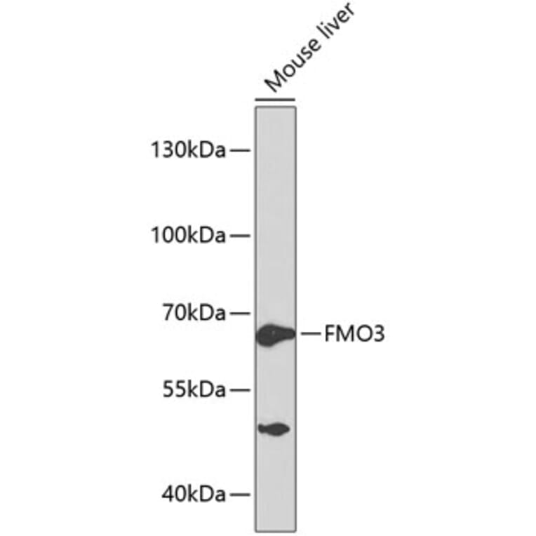 Western Blot - Anti-FMO3 Antibody (A13730) - Antibodies.com