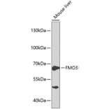 Western Blot - Anti-FMO3 Antibody (A13730) - Antibodies.com