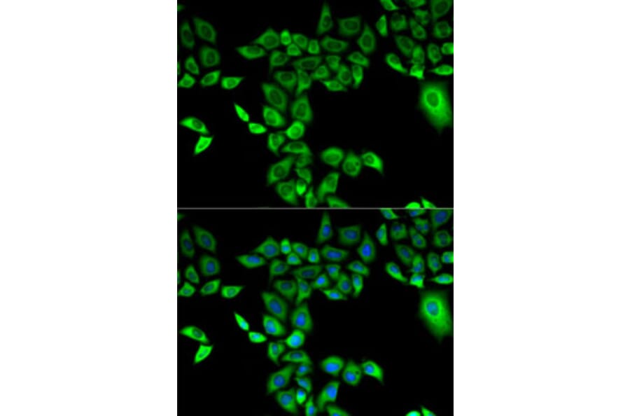Immunofluorescence - Anti-FMO3 Antibody (A13730) - Antibodies.com