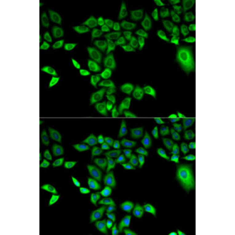 Immunofluorescence - Anti-FMO3 Antibody (A13730) - Antibodies.com