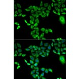 Immunofluorescence - Anti-FMO3 Antibody (A13730) - Antibodies.com