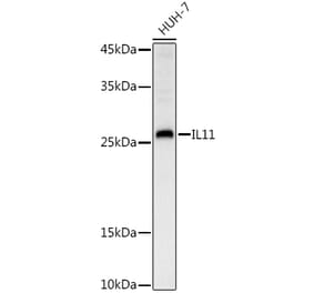 Western Blot - Anti-IL-11 Antibody (A13731) - Antibodies.com