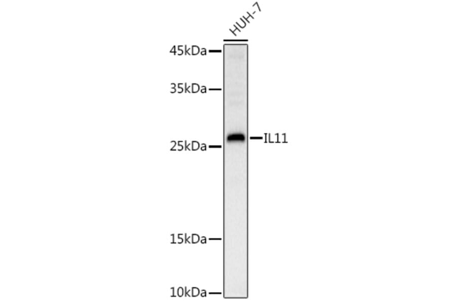 Western Blot - Anti-IL-11 Antibody (A13731) - Antibodies.com