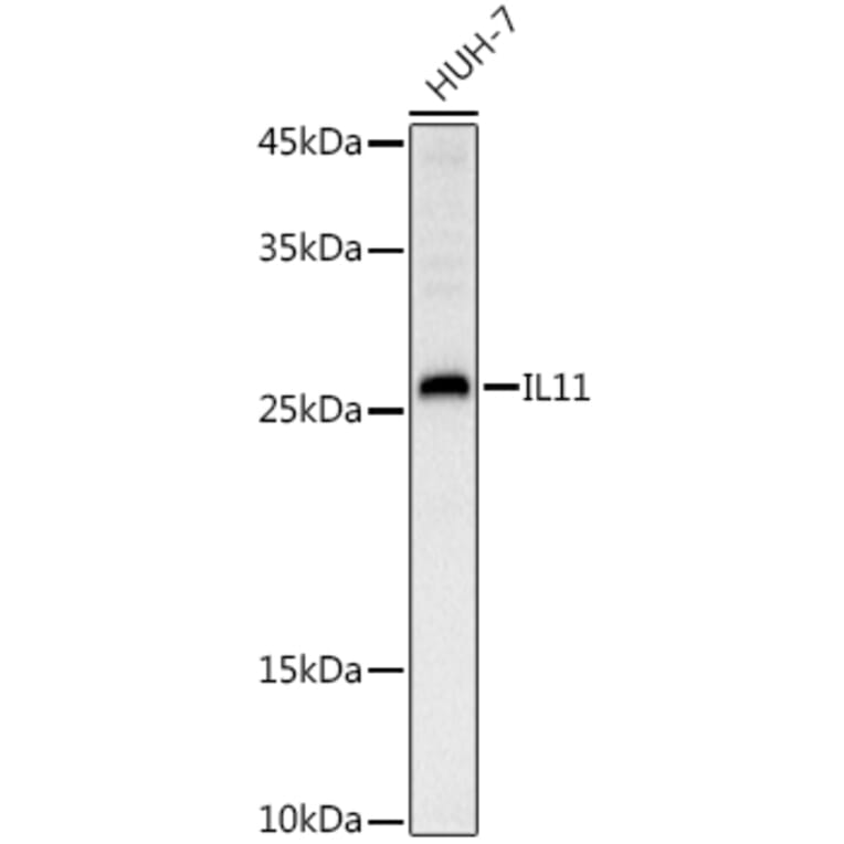 Western Blot - Anti-IL-11 Antibody (A13731) - Antibodies.com