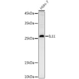 Western Blot - Anti-IL-11 Antibody (A13731) - Antibodies.com