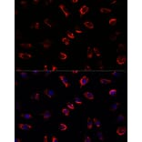 Immunofluorescence - Anti-IL-11 Antibody (A13731) - Antibodies.com