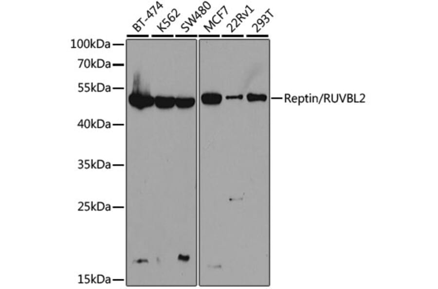 Western Blot - Anti-Reptin / TIP49B / RUVB2 Antibody (A13734) - Antibodies.com