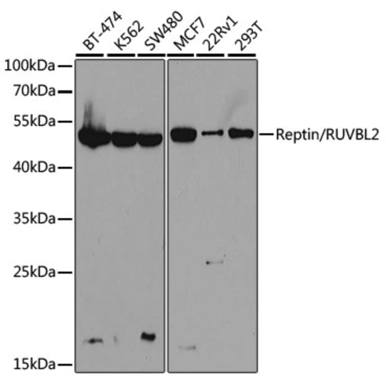 Western Blot - Anti-Reptin / TIP49B / RUVB2 Antibody (A13734) - Antibodies.com
