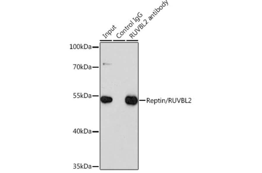 Western Blot - Anti-Reptin / TIP49B / RUVB2 Antibody (A13734) - Antibodies.com