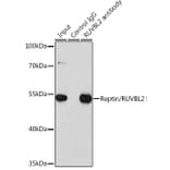 Western Blot - Anti-Reptin / TIP49B / RUVB2 Antibody (A13734) - Antibodies.com