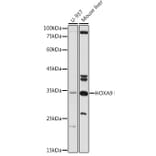 Western Blot - Anti-HOXA9 Antibody (A13735) - Antibodies.com