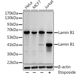Western Blot - Anti-Lamin B1 Antibody (A13736) - Antibodies.com