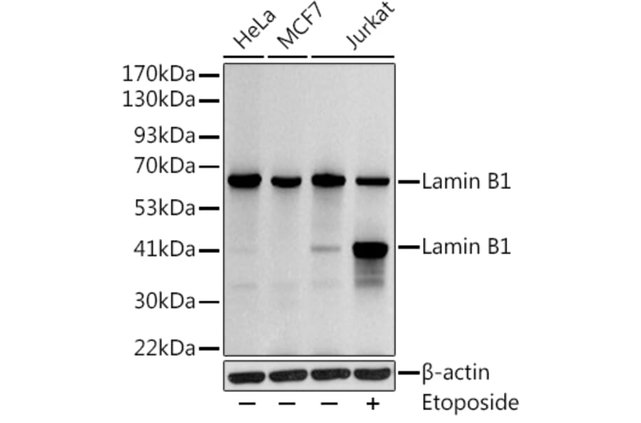 Western Blot - Anti-Lamin B1 Antibody (A13736) - Antibodies.com