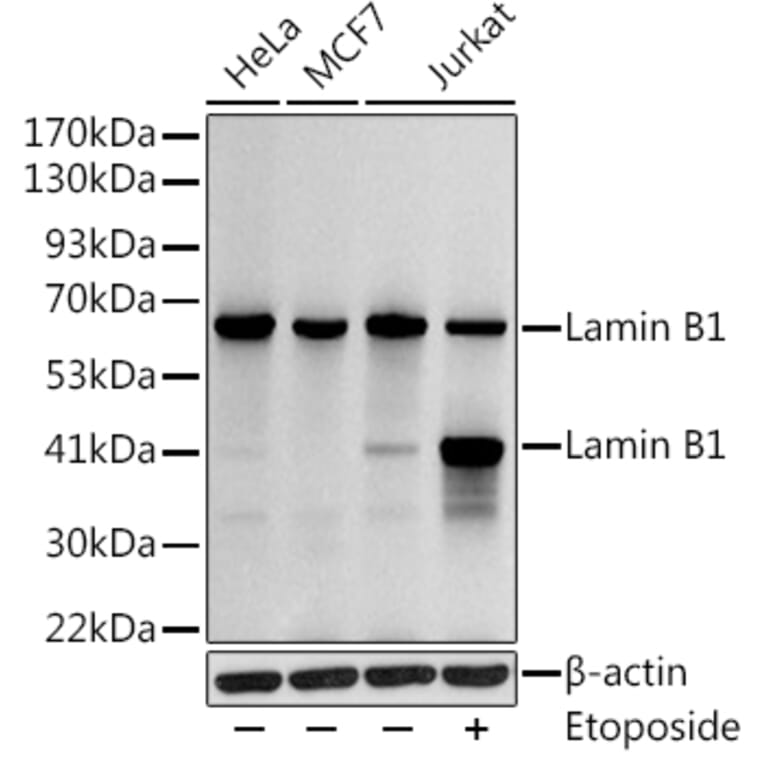 Western Blot - Anti-Lamin B1 Antibody (A13736) - Antibodies.com