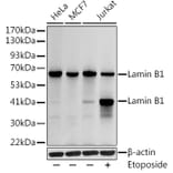 Western Blot - Anti-Lamin B1 Antibody (A13736) - Antibodies.com