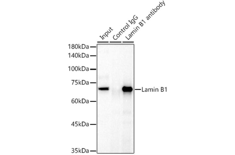 Western Blot - Anti-Lamin B1 Antibody (A13736) - Antibodies.com