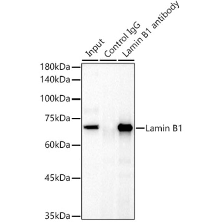 Western Blot - Anti-Lamin B1 Antibody (A13736) - Antibodies.com