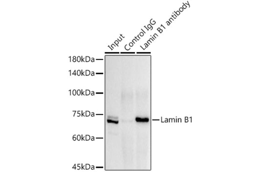 Western Blot - Anti-Lamin B1 Antibody (A13736) - Antibodies.com