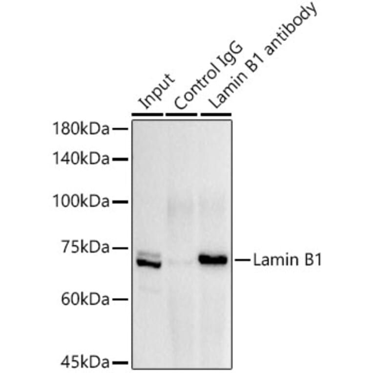 Western Blot - Anti-Lamin B1 Antibody (A13736) - Antibodies.com
