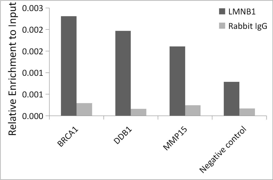 Chromatin Immunoprecipitation - Anti-Lamin B1 Antibody (A13736) - Antibodies.com