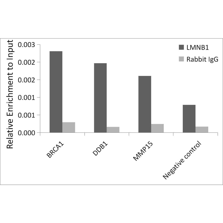 Chromatin Immunoprecipitation - Anti-Lamin B1 Antibody (A13736) - Antibodies.com
