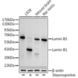 Western Blot - Anti-Lamin B1 Antibody (A13736) - Antibodies.com