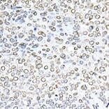Immunohistochemistry - Anti-Lamin B1 Antibody (A13736) - Antibodies.com