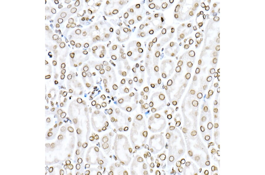 Immunohistochemistry - Anti-Lamin B1 Antibody (A13736) - Antibodies.com