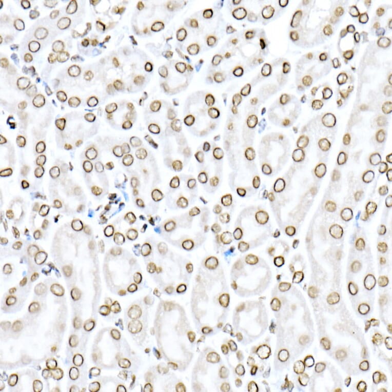 Immunohistochemistry - Anti-Lamin B1 Antibody (A13736) - Antibodies.com