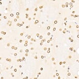 Immunohistochemistry - Anti-Lamin B1 Antibody (A13736) - Antibodies.com
