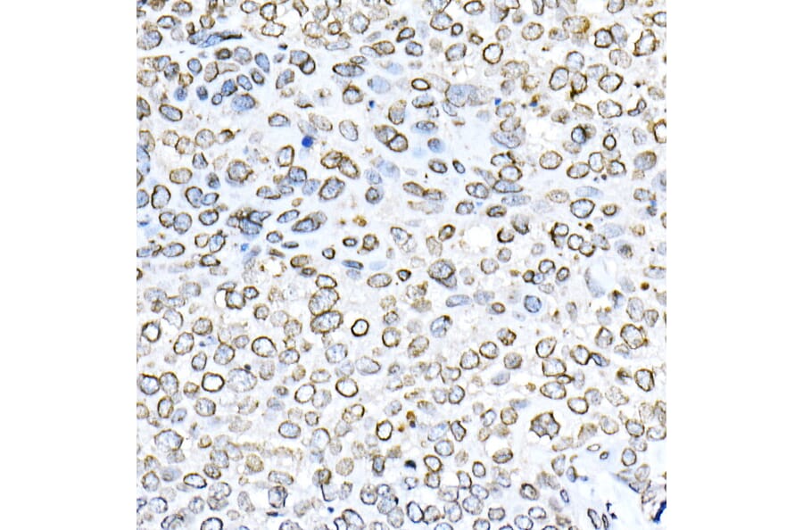 Immunohistochemistry - Anti-Lamin B1 Antibody (A13736) - Antibodies.com