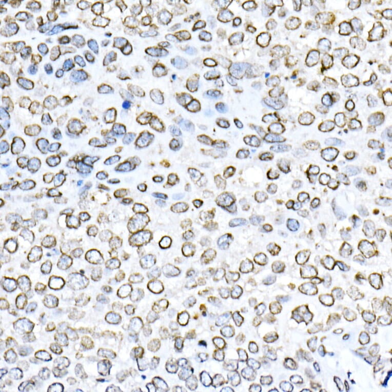 Immunohistochemistry - Anti-Lamin B1 Antibody (A13736) - Antibodies.com