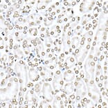 Immunohistochemistry - Anti-Lamin B1 Antibody (A13736) - Antibodies.com
