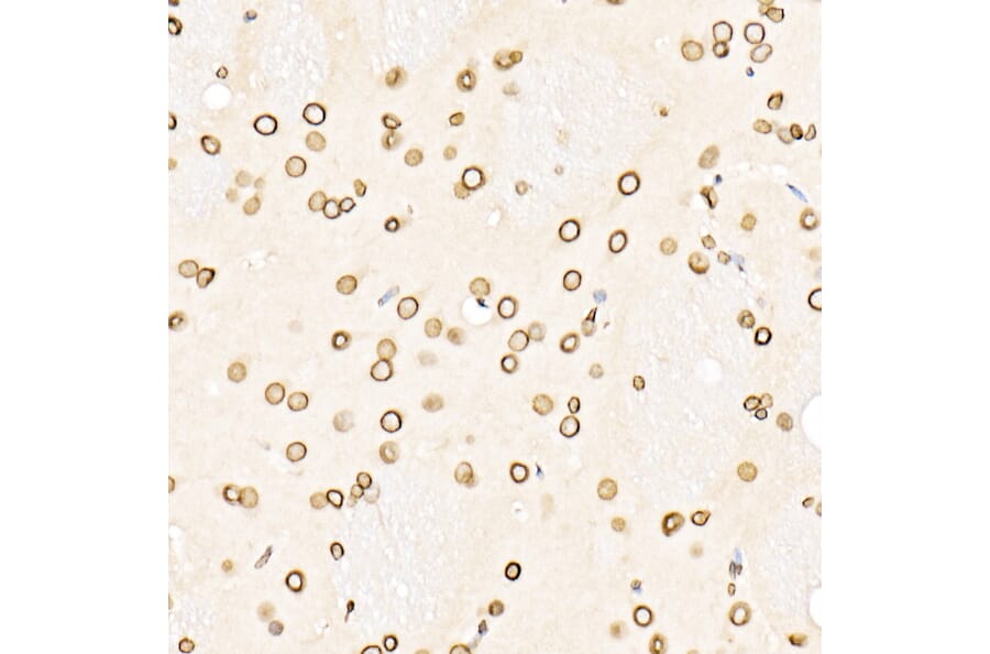 Immunohistochemistry - Anti-Lamin B1 Antibody (A13736) - Antibodies.com