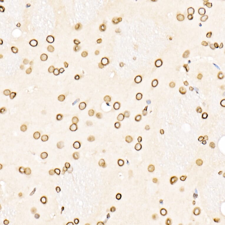 Immunohistochemistry - Anti-Lamin B1 Antibody (A13736) - Antibodies.com