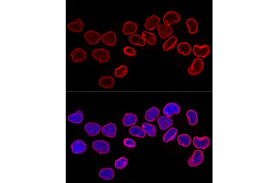 Immunofluorescence - Anti-Lamin B1 Antibody (A13736) - Antibodies.com